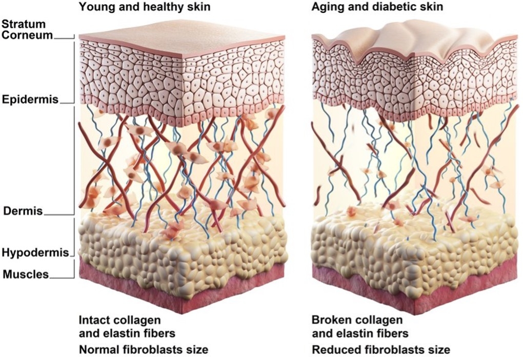Cơ chế hoạt động của Biostimulator