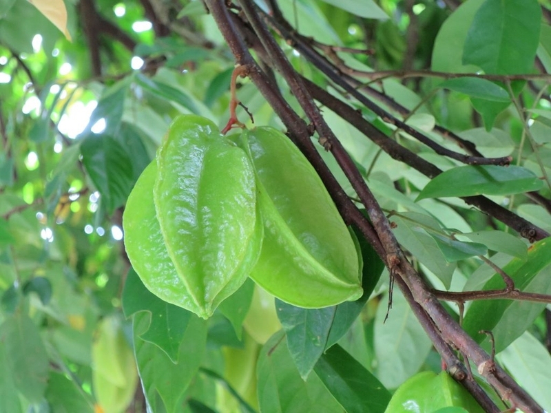 Bài thuốc trị viêm da cơ địa từ thiên nhiên